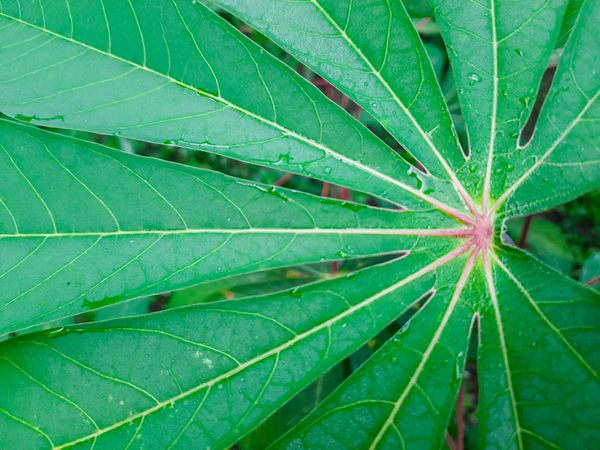 Cassava Leaf Close Up Top View with Natural Green Texture