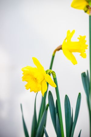 Yellow daffodil flowers with copy space