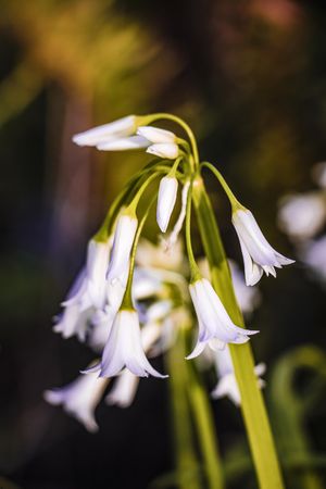 Snowdrop flowers growing in the wild