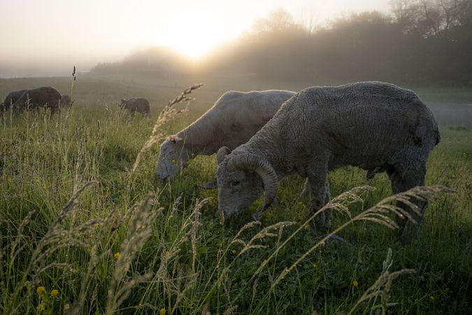 Sheep graze the grass in an open field with the sunrise