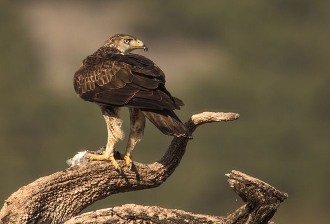 Furious wild eagle