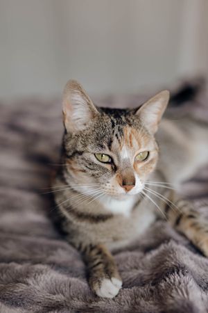 Cat lying on comfortable bed