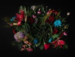 Colorful spring flowers of red, blue, pink, cream on dark background