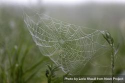 Spider web with dew in McGregor, Minnesota bGgGXb