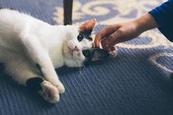 Crop hand touching cat