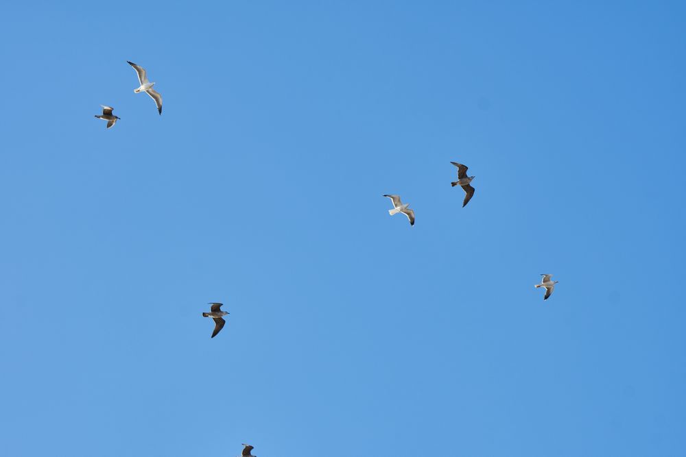 Sea gulls flying in blue sky