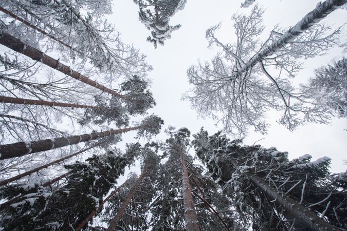 Winter forest landscape with snow