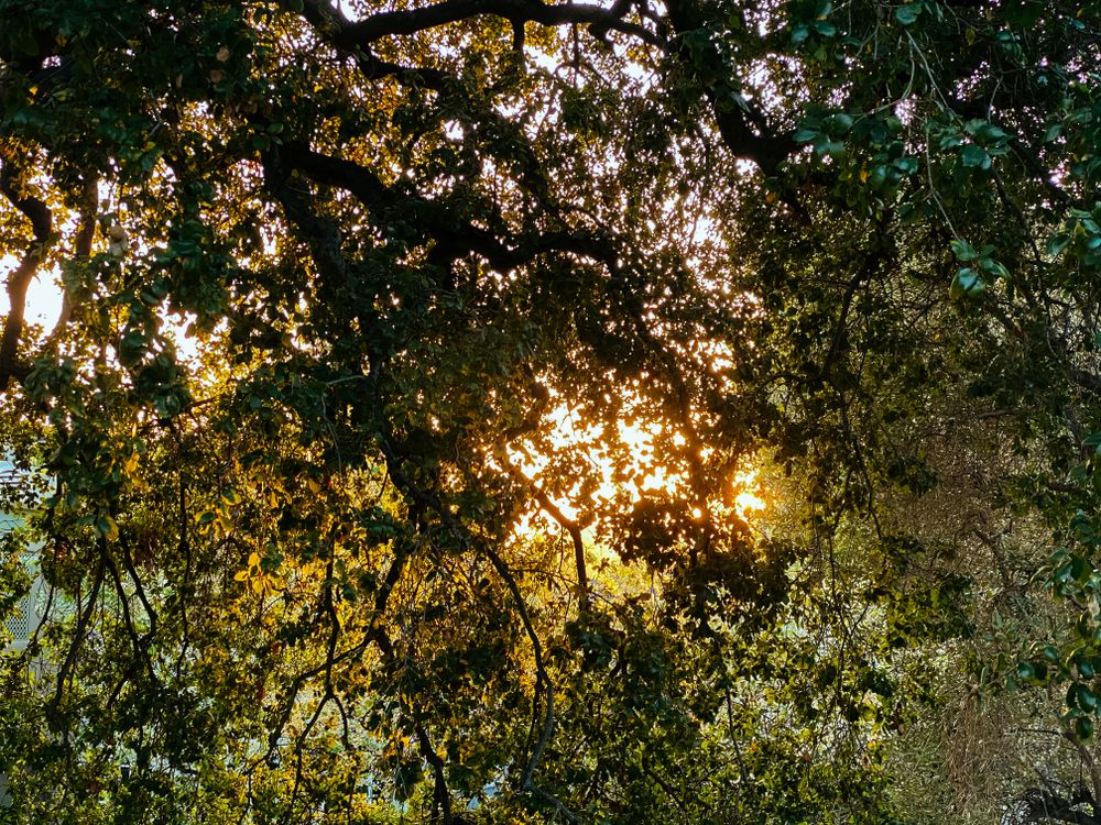 Sun setting behind oak tree branches