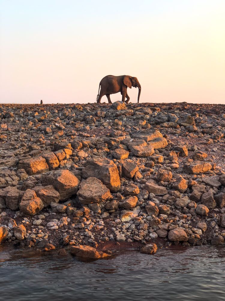 Lone bull elephant on the banks of Kariba Lake, Zimbabwe
