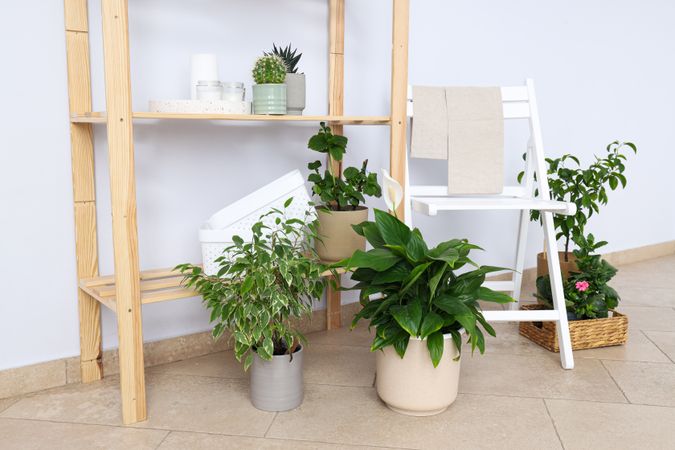 Cozy hobby - growing indoor plants at home