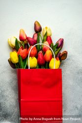 Red bag of fresh tulips on grey counter 0V66gr