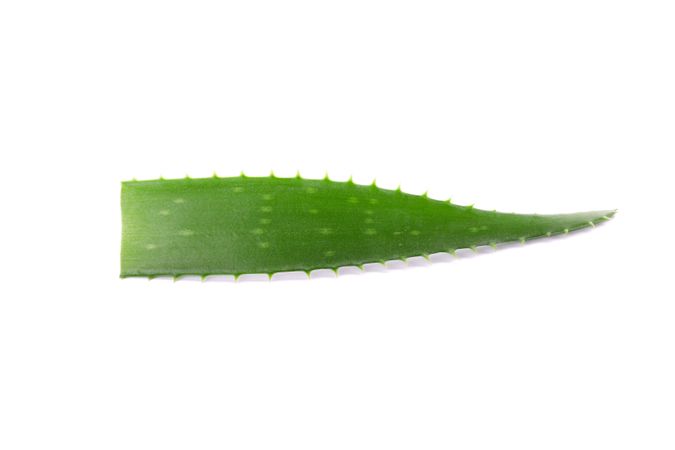 Aloe vera fresh leaf isolated on plain background. Treatment plant