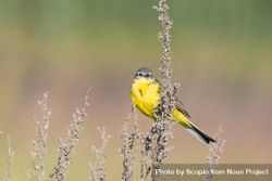 Yellow Lesser goldfinch on flower 0gQoN4