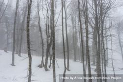Thin trees in winter on Caucasus mountains 49JgLb