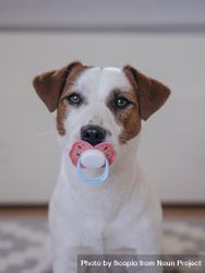 Dog with pacifier 4AvGYb