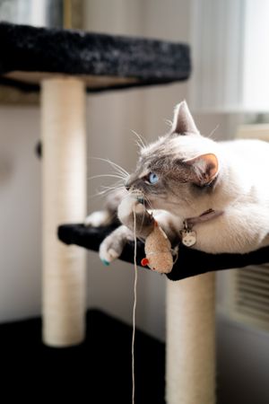 Cat laying on cat tree with mouse toy in its mouth