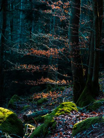 Bright autumn colors in the Vosges mountains. Alsace.