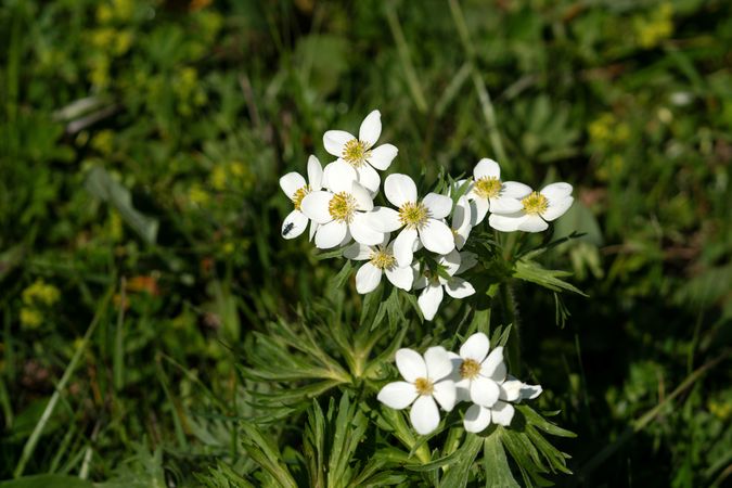 Cluster of wildflowers with yellow centers.