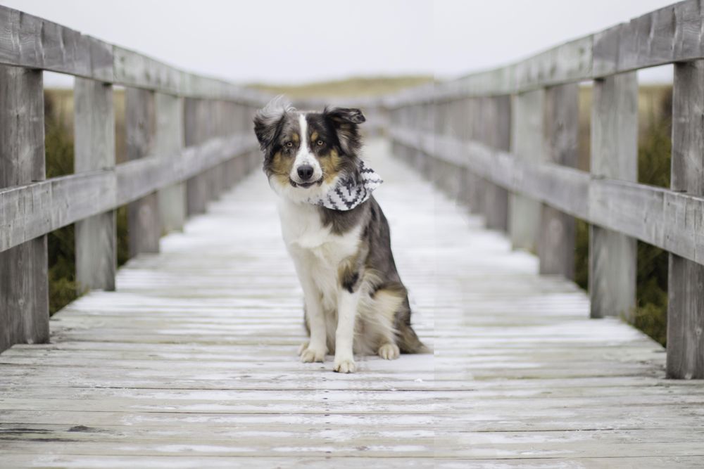 Australian shepherd sitting on bridge