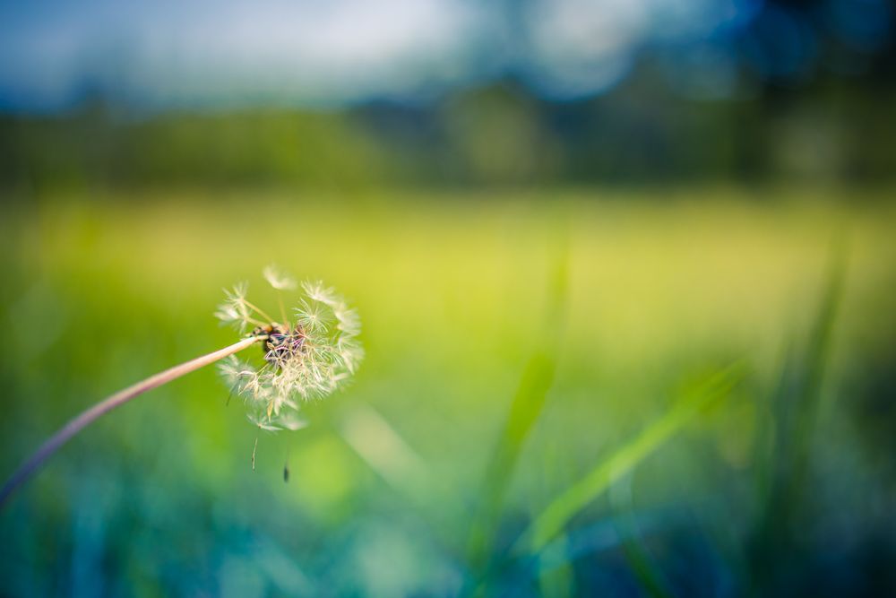 Dandelion with selective focus