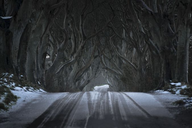 Tunnel of giant beech leafless trees in Ireland