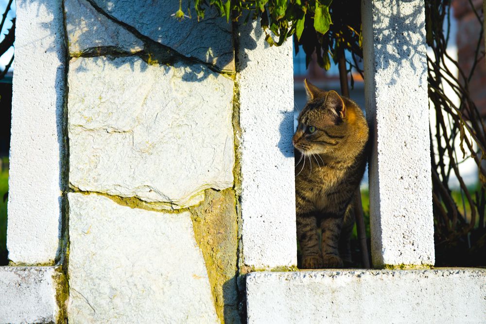 Cat behind fence in garden