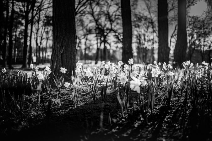 Monochrome shot of daffodils in a forest