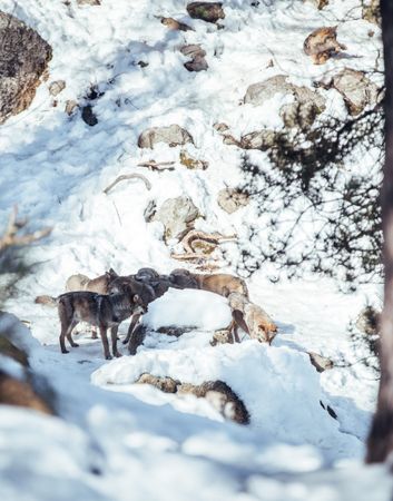 Wolves on hill between stones and snow