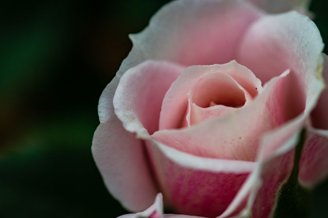 Dusty pink rose bush