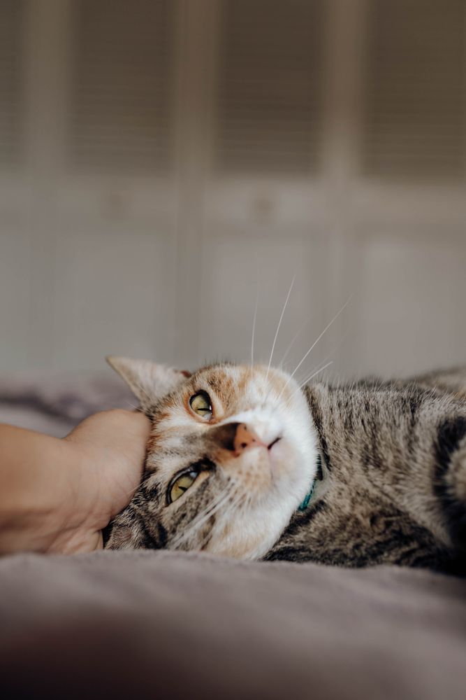 Crop hand stroking cat