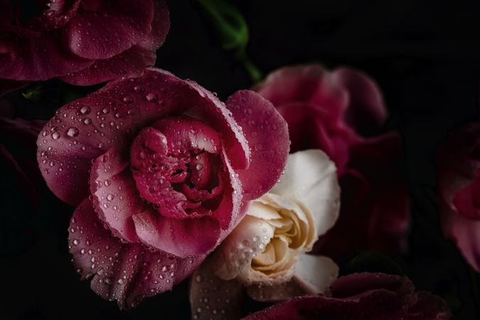 bouquet of pink carnations flowers