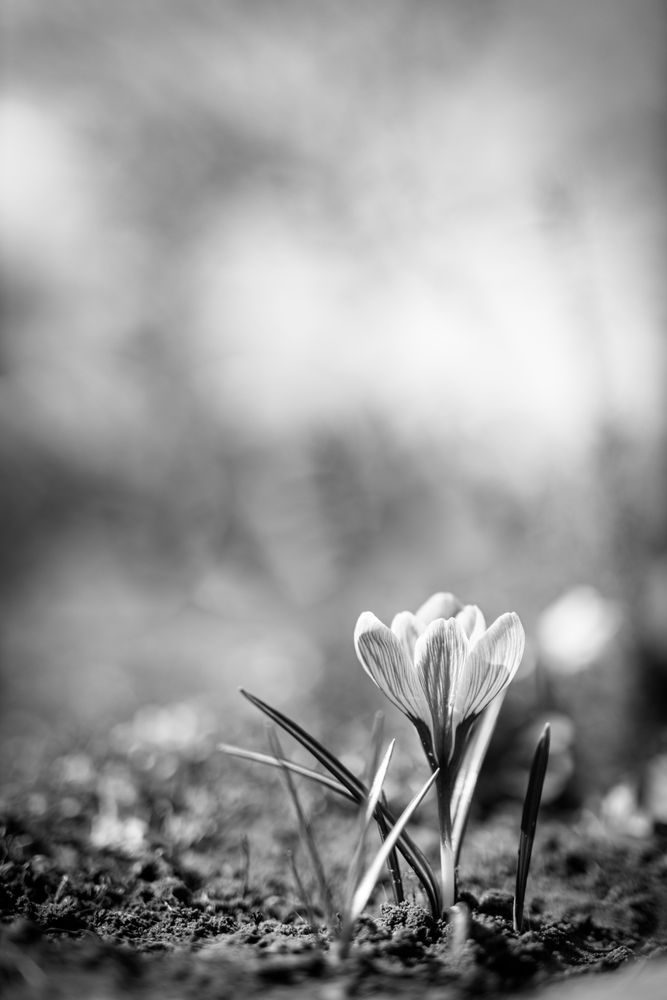 Monochrome image of small crocus flower