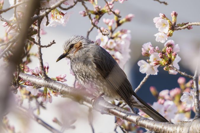 Close up of grey bird in cherry blossom tree