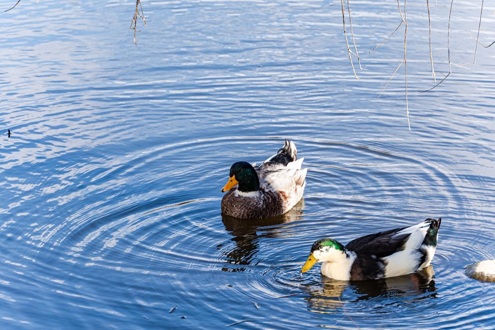 Common duck fowls on the lake background