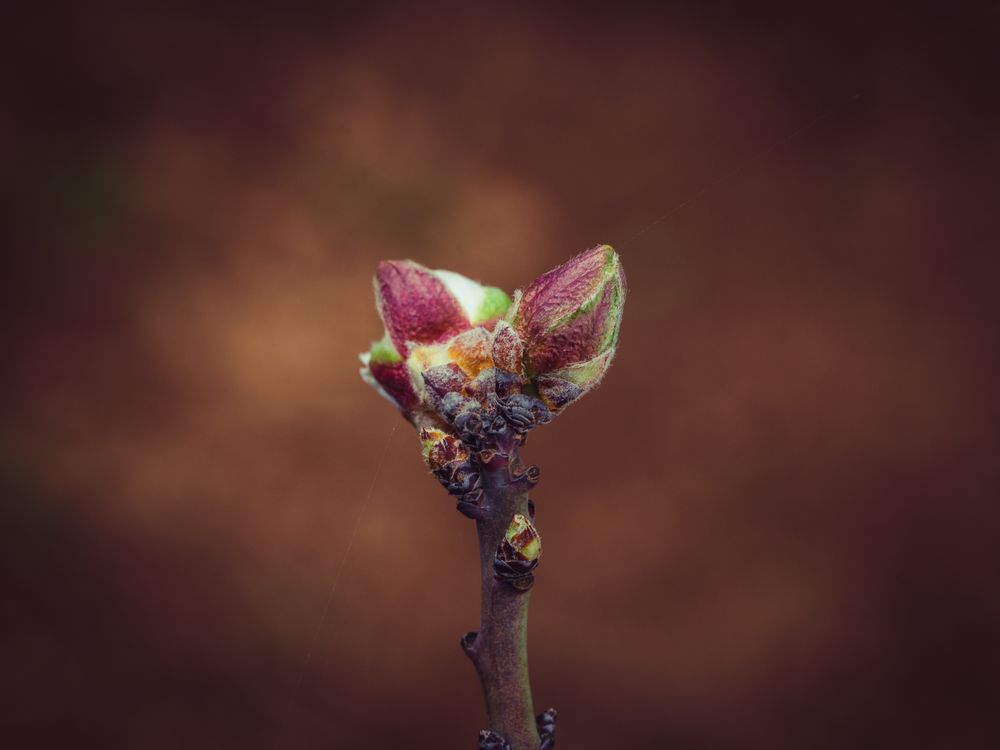Terminal buds on branch on blurred background