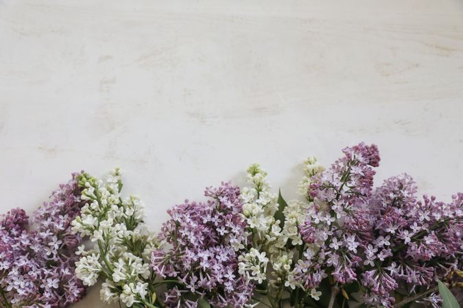 Purple lilac flowers