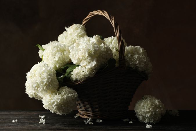 Wicker basket with hydrangea flowers. Spring plant