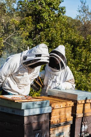 Beekeepers using smoker in apiary