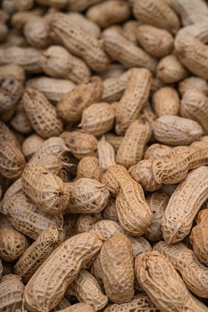 Freshly harvested and sun-dried peanuts