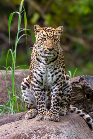 Leopard Standing On Rock