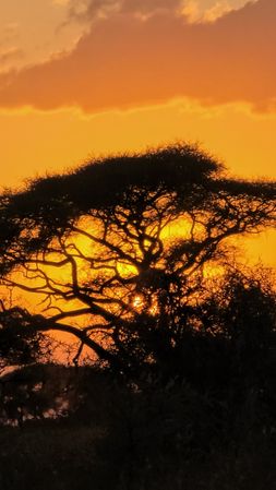 African sunset illuminating acacia tree in Kenya