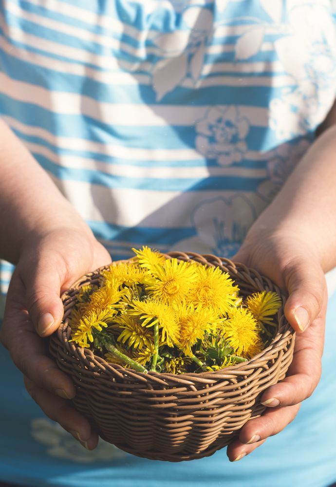 Harvested bowl of edible dandelions