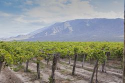 Even rows of vineyard in valley in fine weather