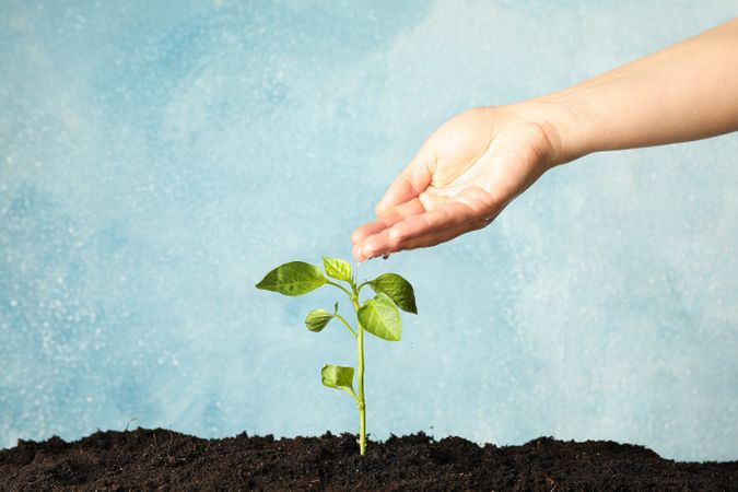 Female hand dripping on green sprout against light background, space for text. Environmental protection. Agriculture