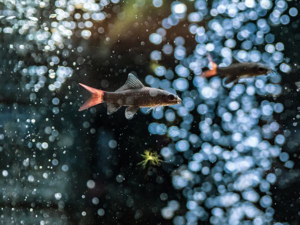 Exotic fish in aquarium