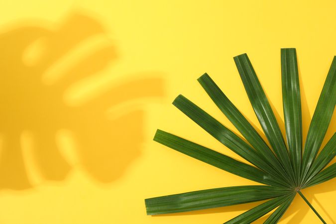 Green washingtonia leaves on yellow background, copy space