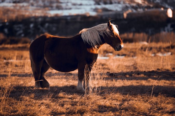 Wild horse pasturing on field near hills
