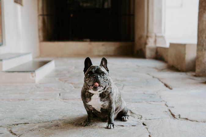 Adult bulldog on street