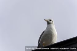 Single seagull on fence close-up 4MPQl5