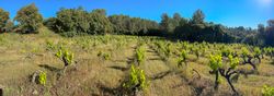 Panoramic shot of vineyard in Côtes De Provence, France